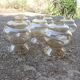Lot de 6 globes en verre ambré