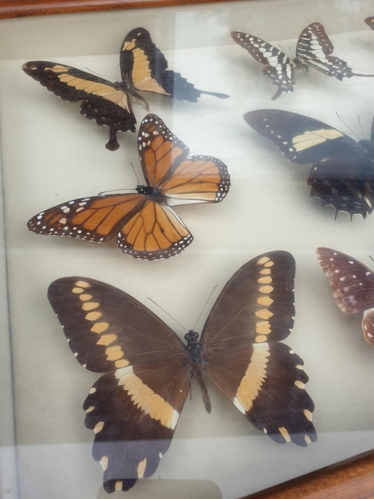 Showcase frame 10 world butterflies naturalized vintage 1970's
