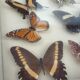 Showcase frame 10 world butterflies naturalized vintage 1970's