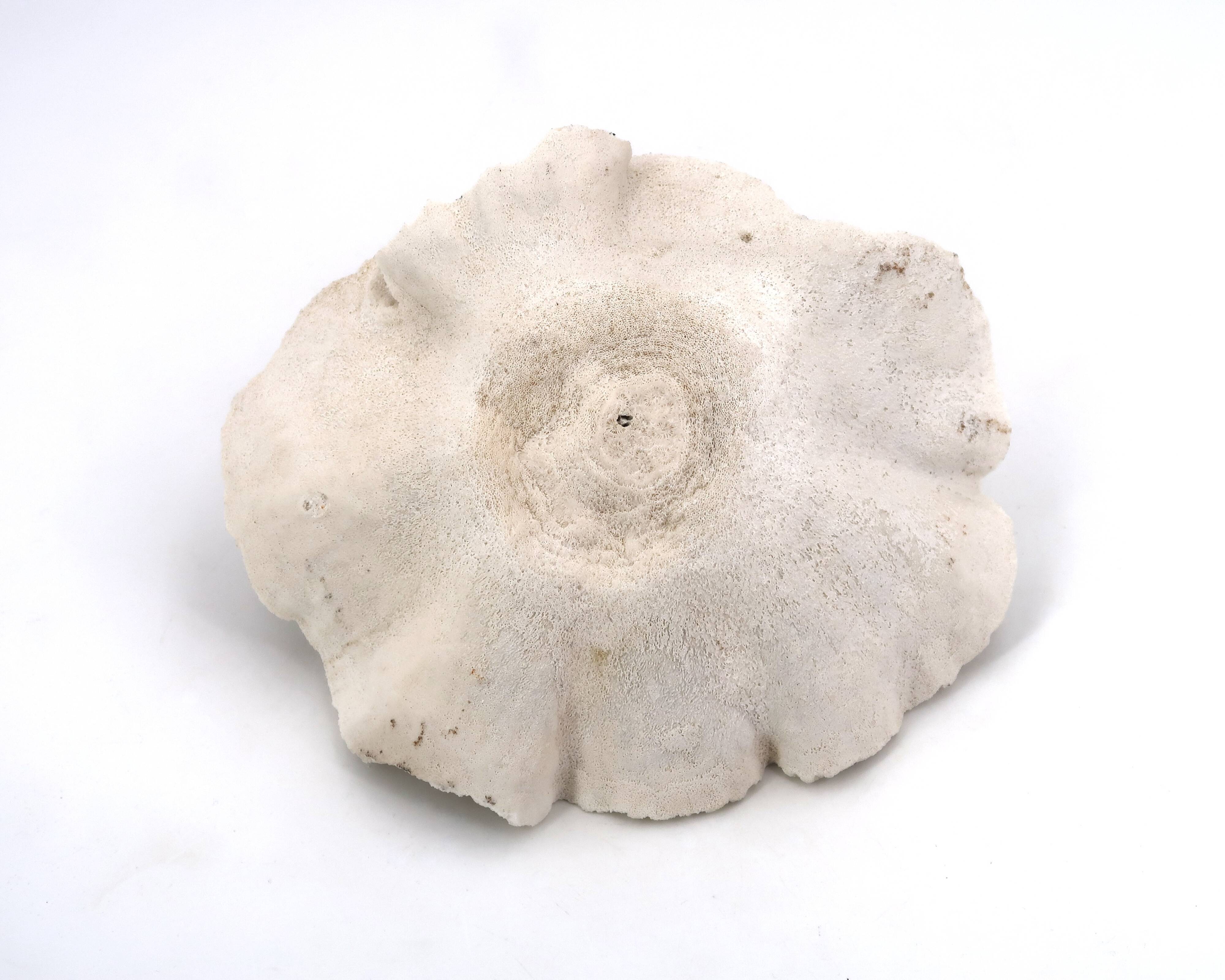 Vintage natural white coral, curiosity cabinet, 1970s