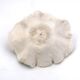 Vintage natural white coral, curiosity cabinet, 1970s