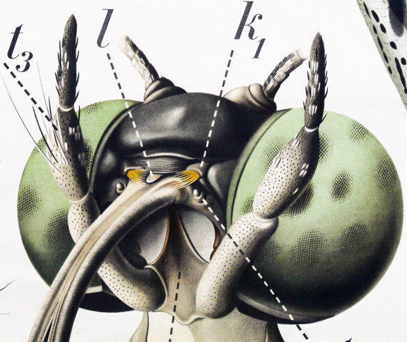 Poster "Butterfly" of the 20th century Paul Pfurtscheller 1912