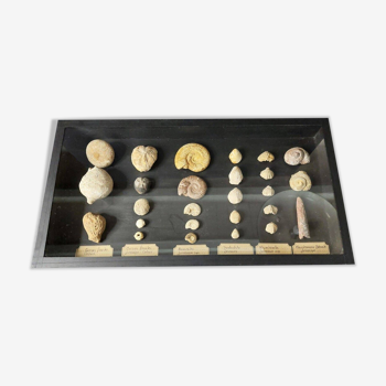 Fossils educational framework with various fossils