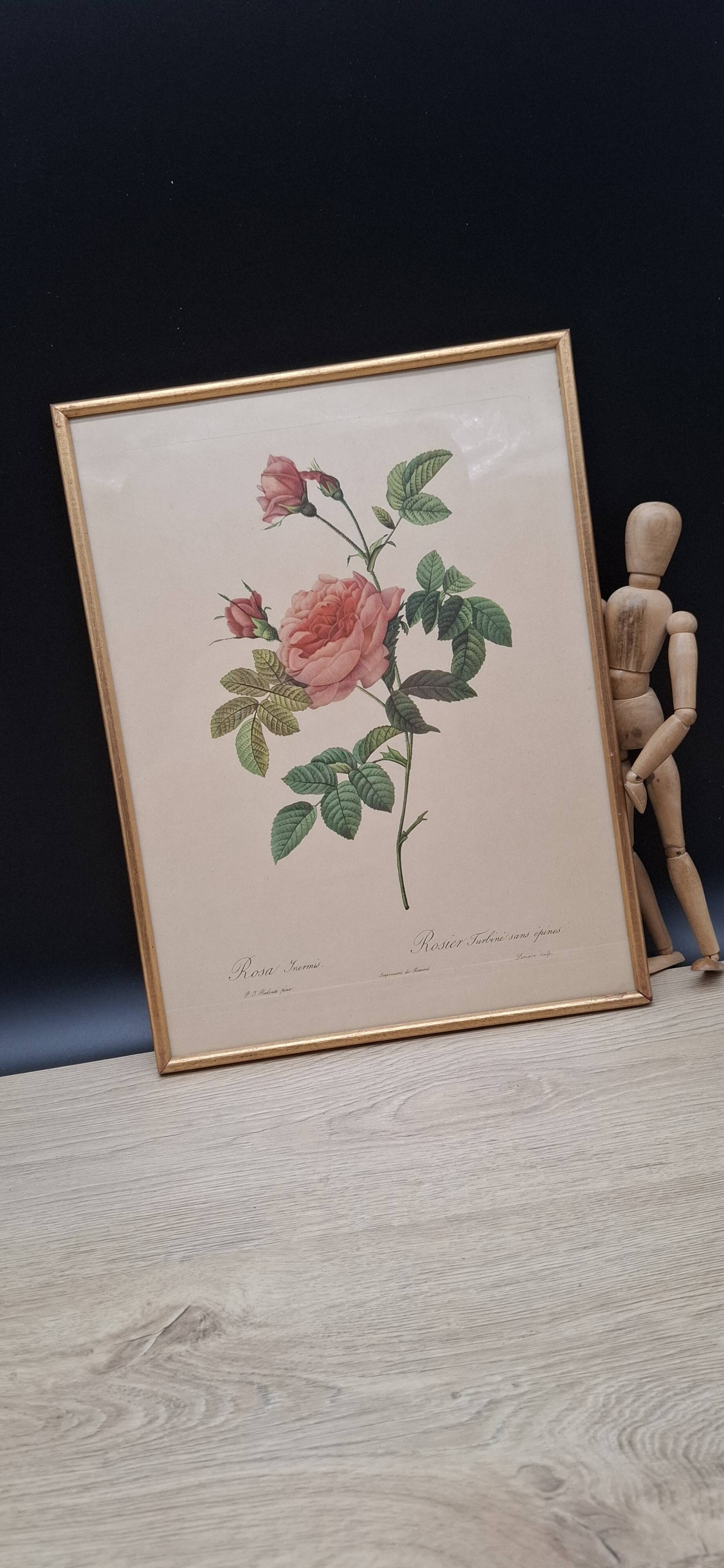 Lithographie PJ Redouté Rosier Turbiné sans épines