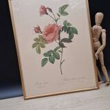 Lithographie PJ Redouté Rosier Turbiné sans épines