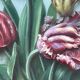Fixed painting under glass signed H.Garnier