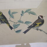 Collection of nine ornithological engravings