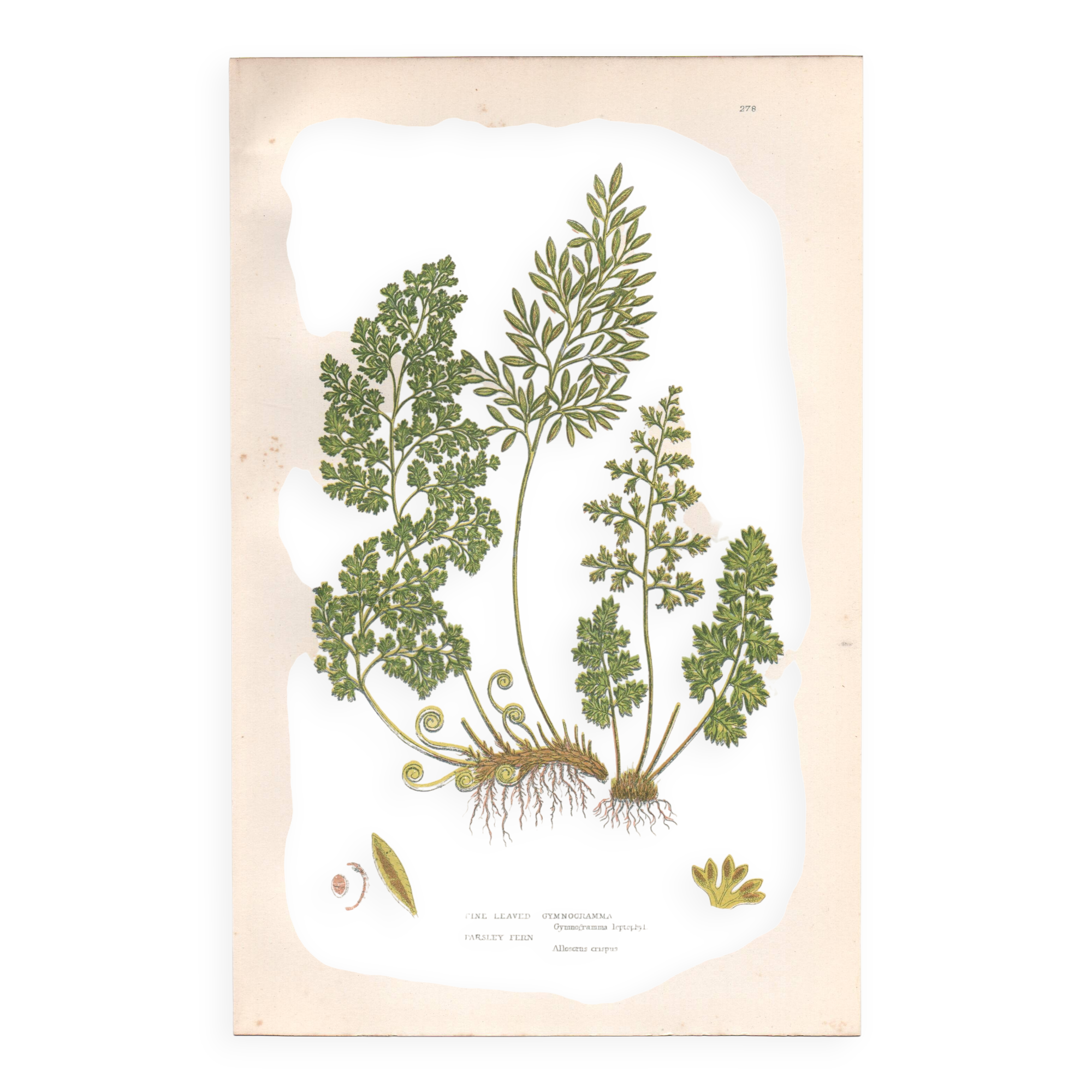 Lithographie ancienne botanique 1889. Fougères persil par A. Pratt. Gravure