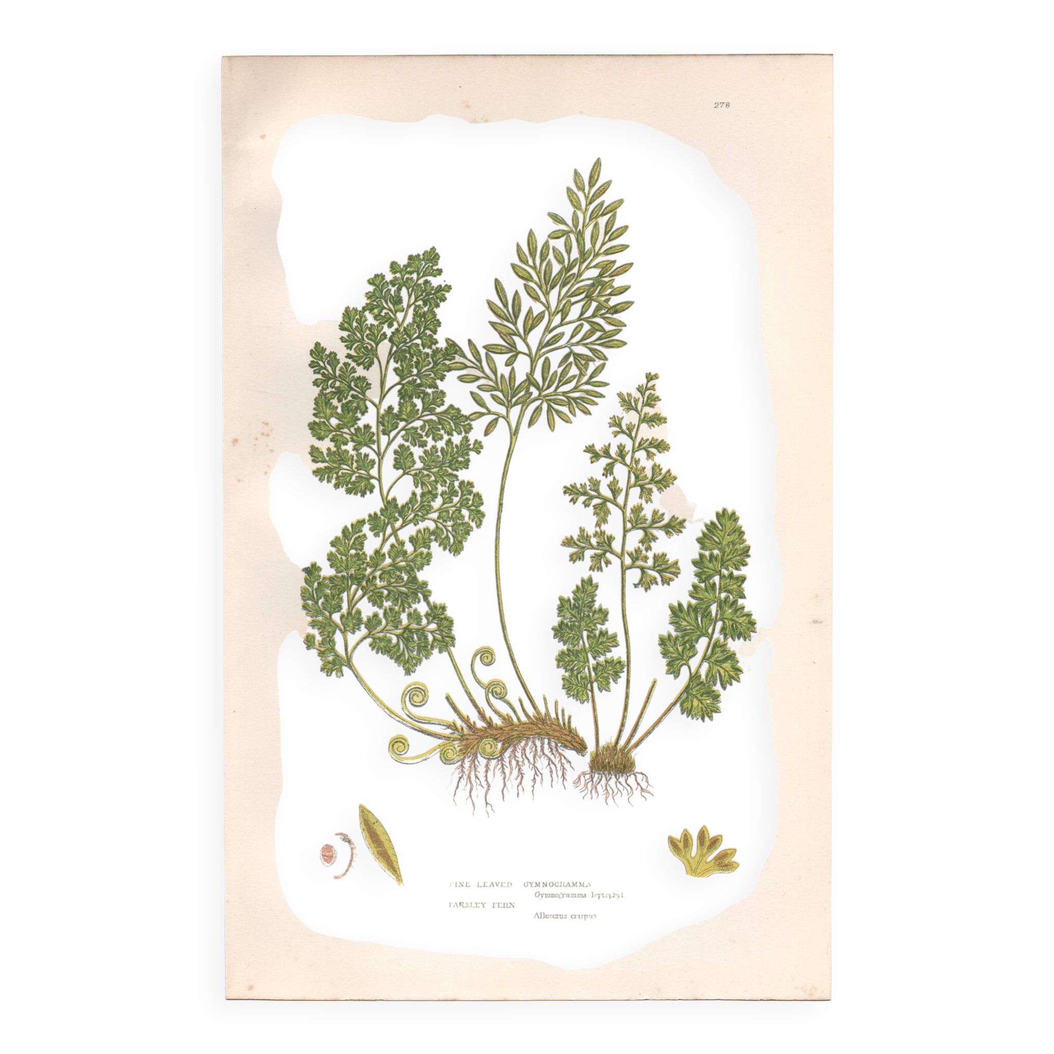 Antique botanical lithograph, 1889. Ferns and parsley by A. Pratt. Engraving