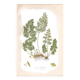 Lithographie ancienne botanique 1889. Fougères persil par A. Pratt. Gravure