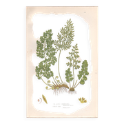 Antique botanical lithograph, 1889. Ferns and parsley by A. Pratt. Engraving