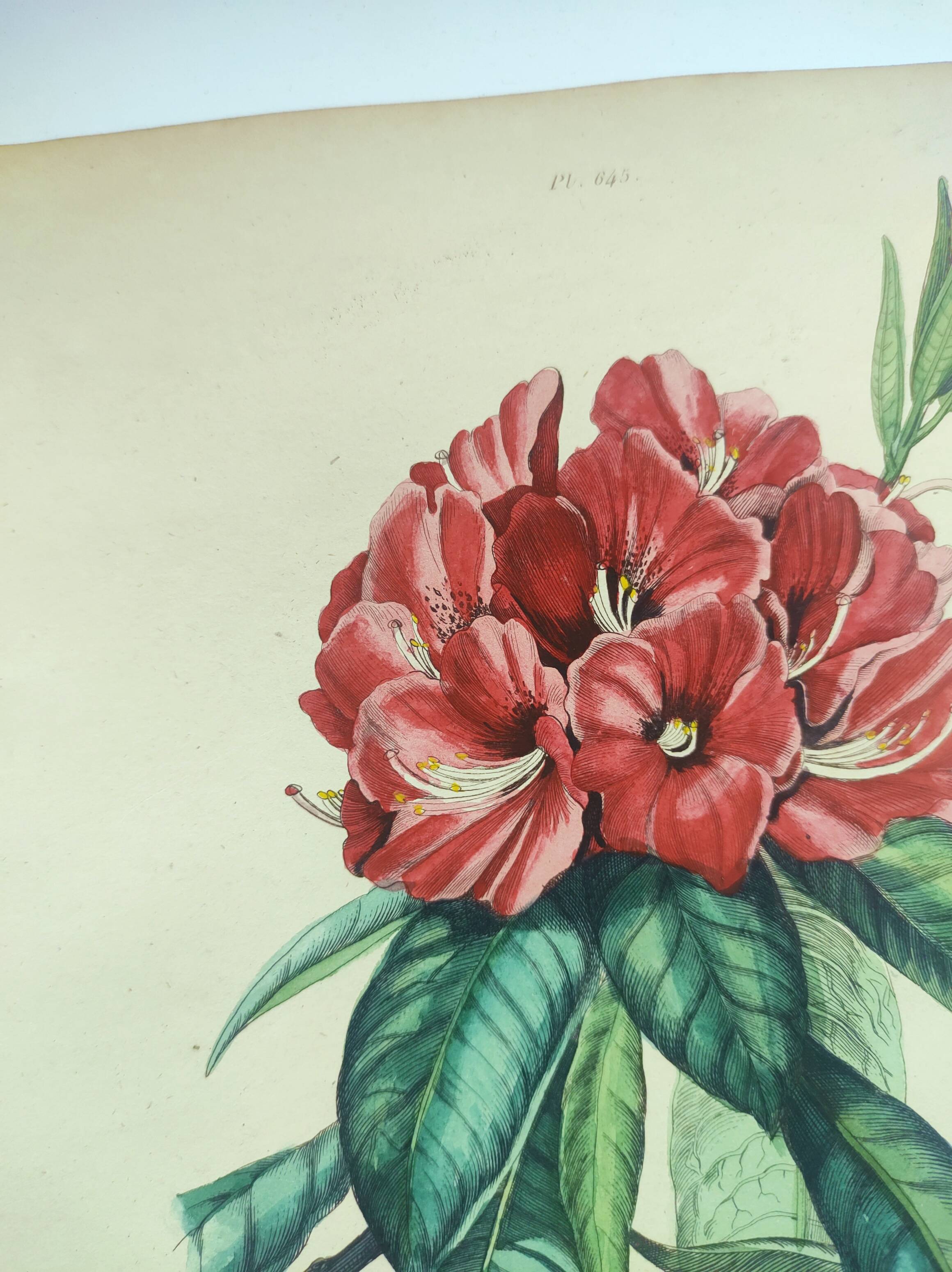 Gravure ancienne de 1838 -Rosage- Planche coloriée à la main botanique. Fleur de Du Casse.