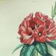 Gravure ancienne de 1838 -Rosage- Planche coloriée à la main botanique. Fleur de Du Casse.