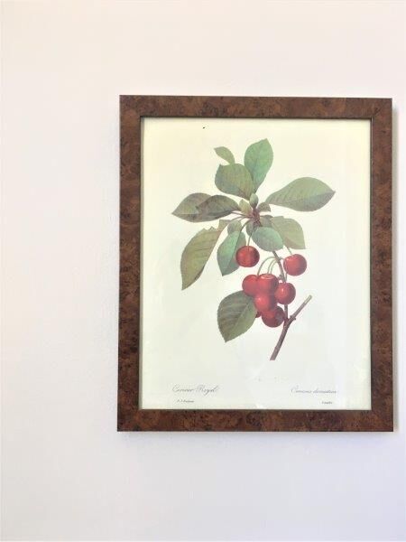 Affiche botanique années 70 Redouté Cerisier