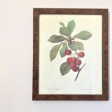 Botanical poster 70s Redouté Cherry tree