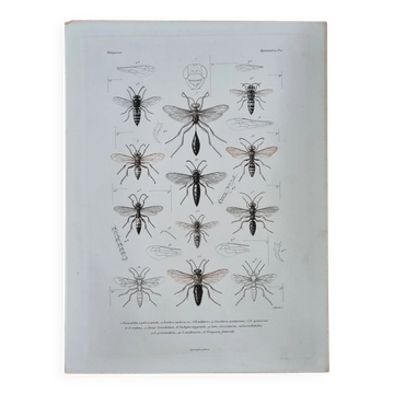 Entomological print wasps of Madagascar – Lebrun / Geny-Gros, late 19th c.