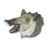 Trophy hunting boar's head
