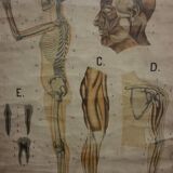 Anatomical chart