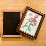 Pair of framed botanical posters