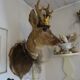 Deer head - hunting trophy