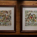Original lithograph on molluscs
