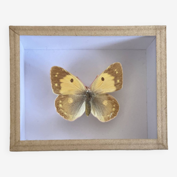 Yellow butterfly under glass