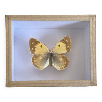 Yellow butterfly under glass