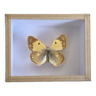 Yellow butterfly under glass