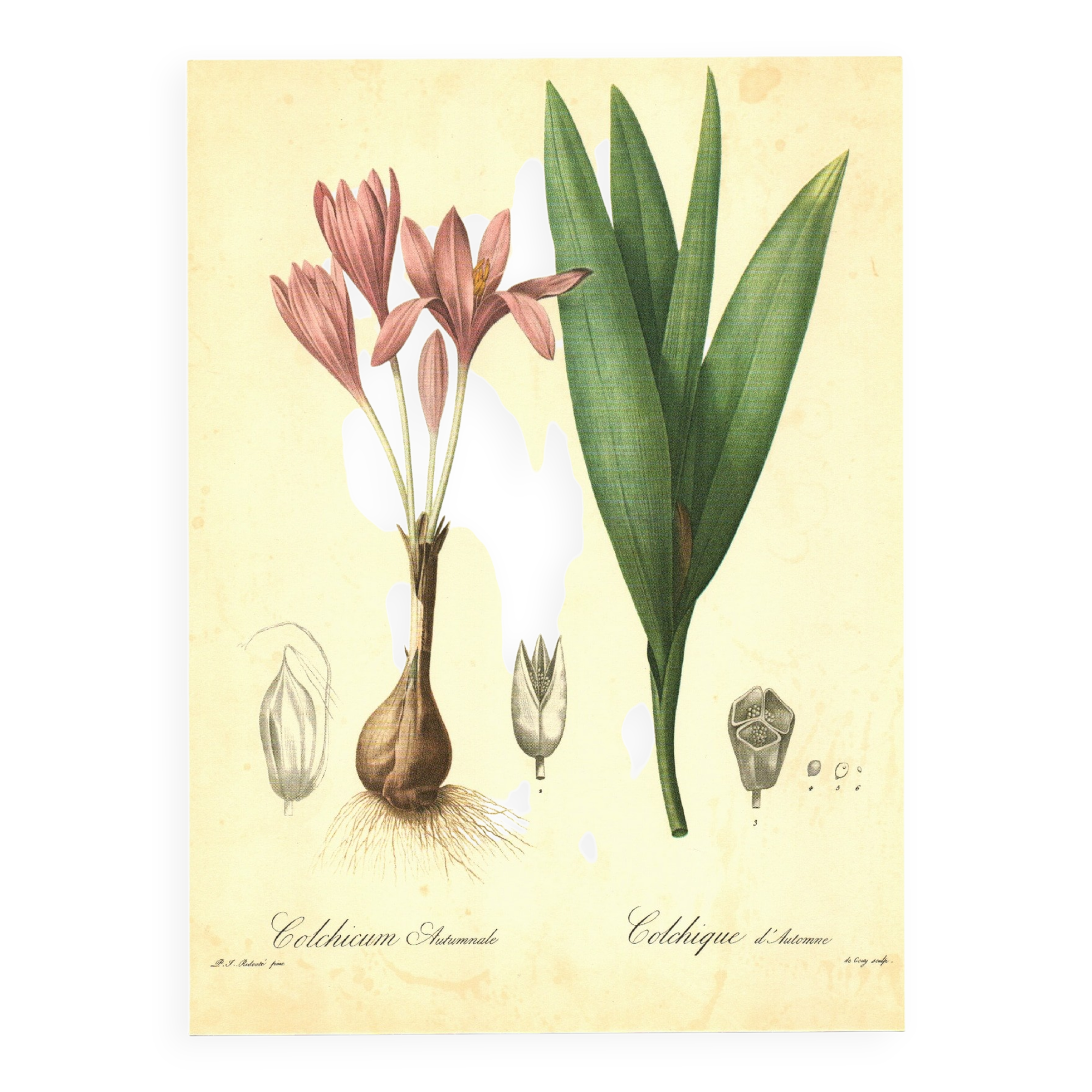 Illustration ancienne 1959 - Colchique d'automne - planche fleur et plante
