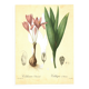 Illustration ancienne 1959 - Colchique d'automne - planche fleur et plante