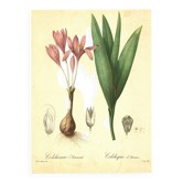 Illustration ancienne 1959 - Colchique d'automne - planche fleur et plante