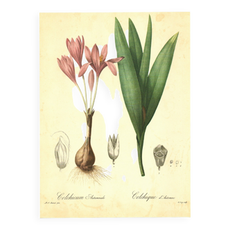 Old illustration 1959 - Autumn crocus - flower and plant plate
