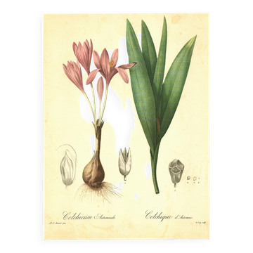 Old illustration 1959 - Autumn crocus - flower and plant plate