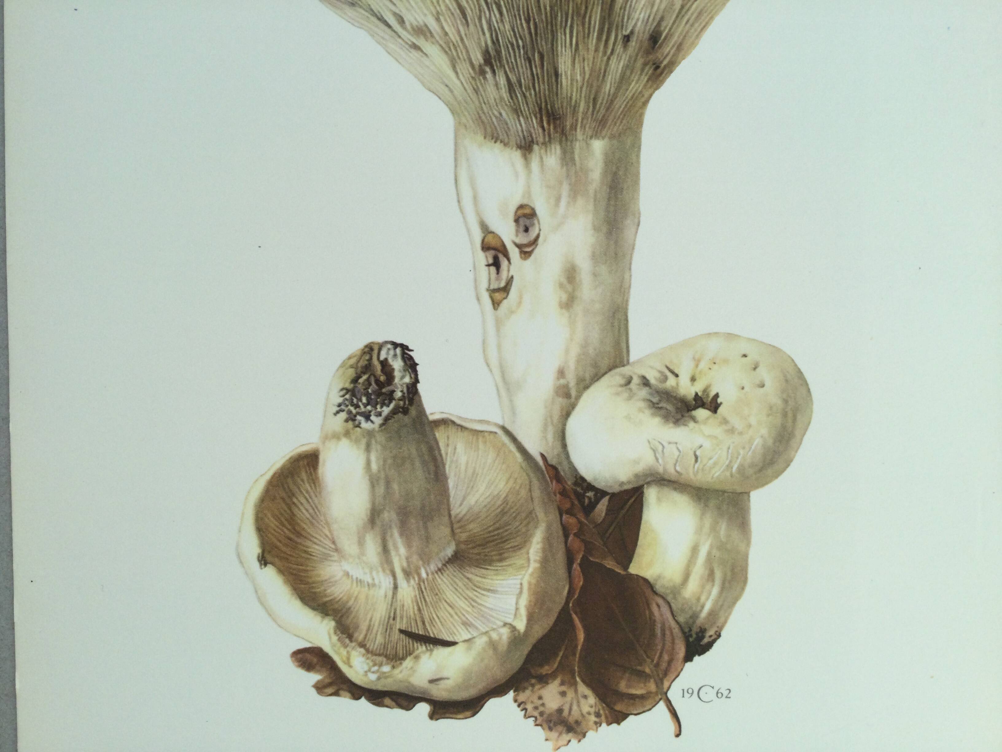 Botanical illustration "mushrooms", 1960s