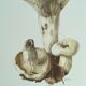 Botanical illustration "mushrooms", 1960s