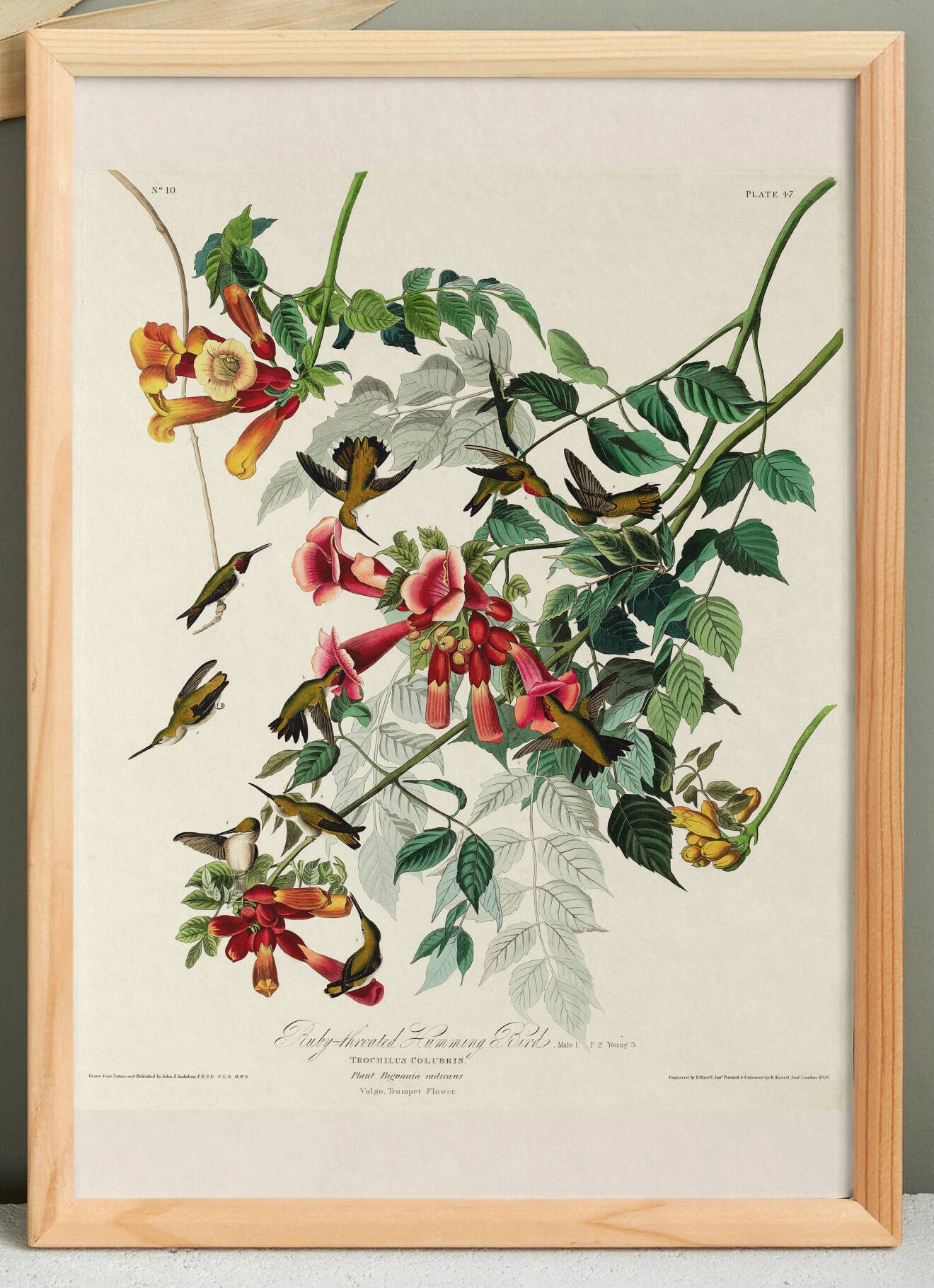 Poster about the Ruby-throated Hummingbird, based on an old engraving from 1827.