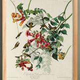 Poster about the Ruby-throated Hummingbird, based on an old engraving from 1827.