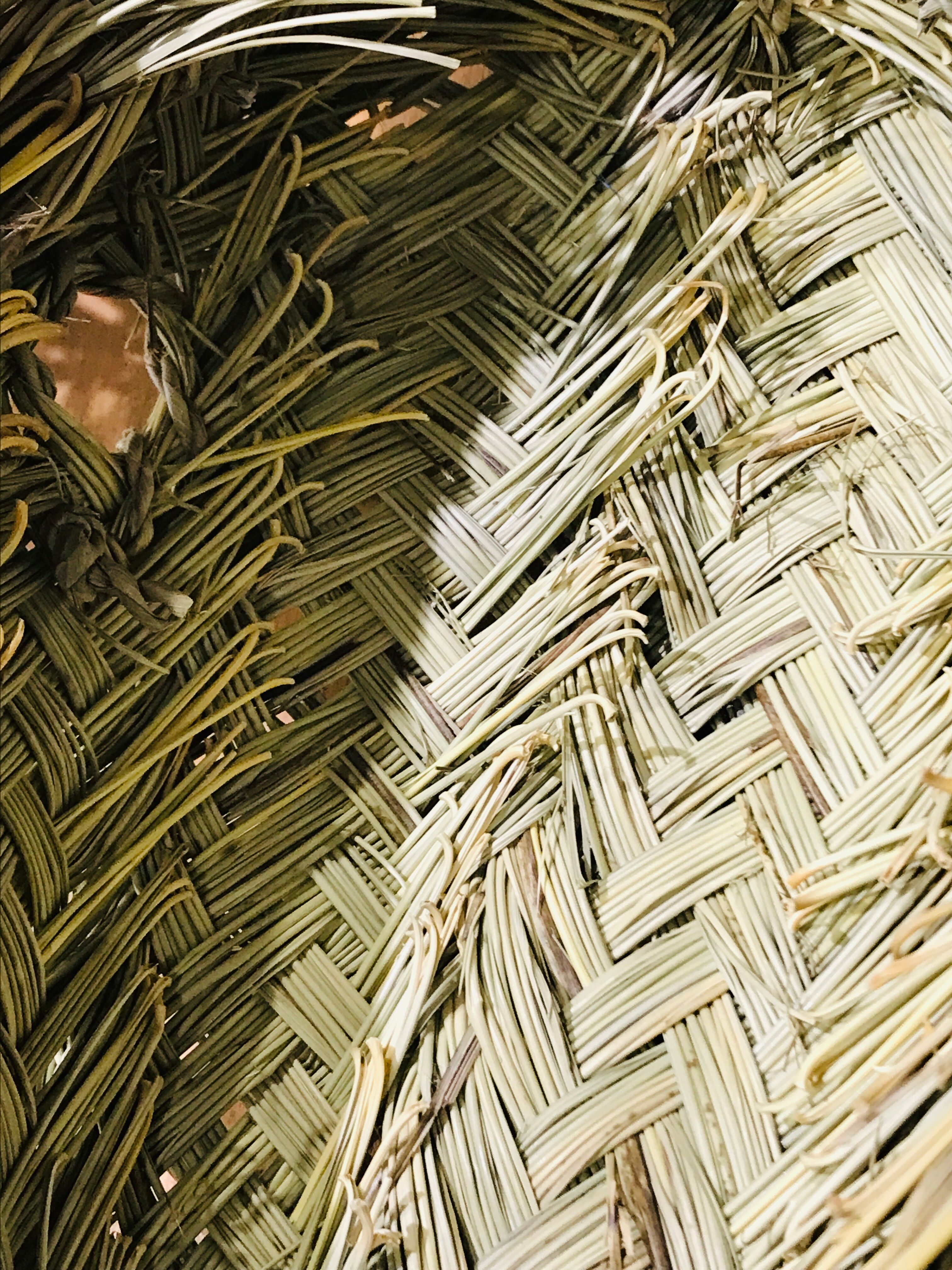 Trophy head elephant alfa braided