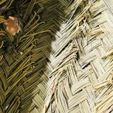 Trophy head elephant alfa braided