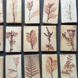 Roger ceramic tiles herbarium model