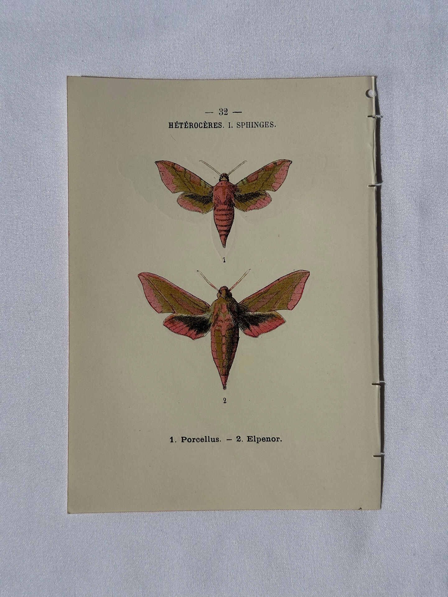🦋 Botanical Plate Engraving of a Butterfly, 19th Century Naturalist