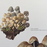 Botanical Illustration Mushrooms Coprinus Micaceus Vintage Print from the 60s