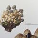 Illustration botanique Champignons  Coprin micacé Impression Vintage des années 60
