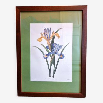 Planche botanique iris