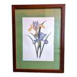 Iris botanical board