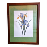 Iris botanical board