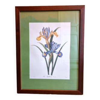 Planche botanique iris