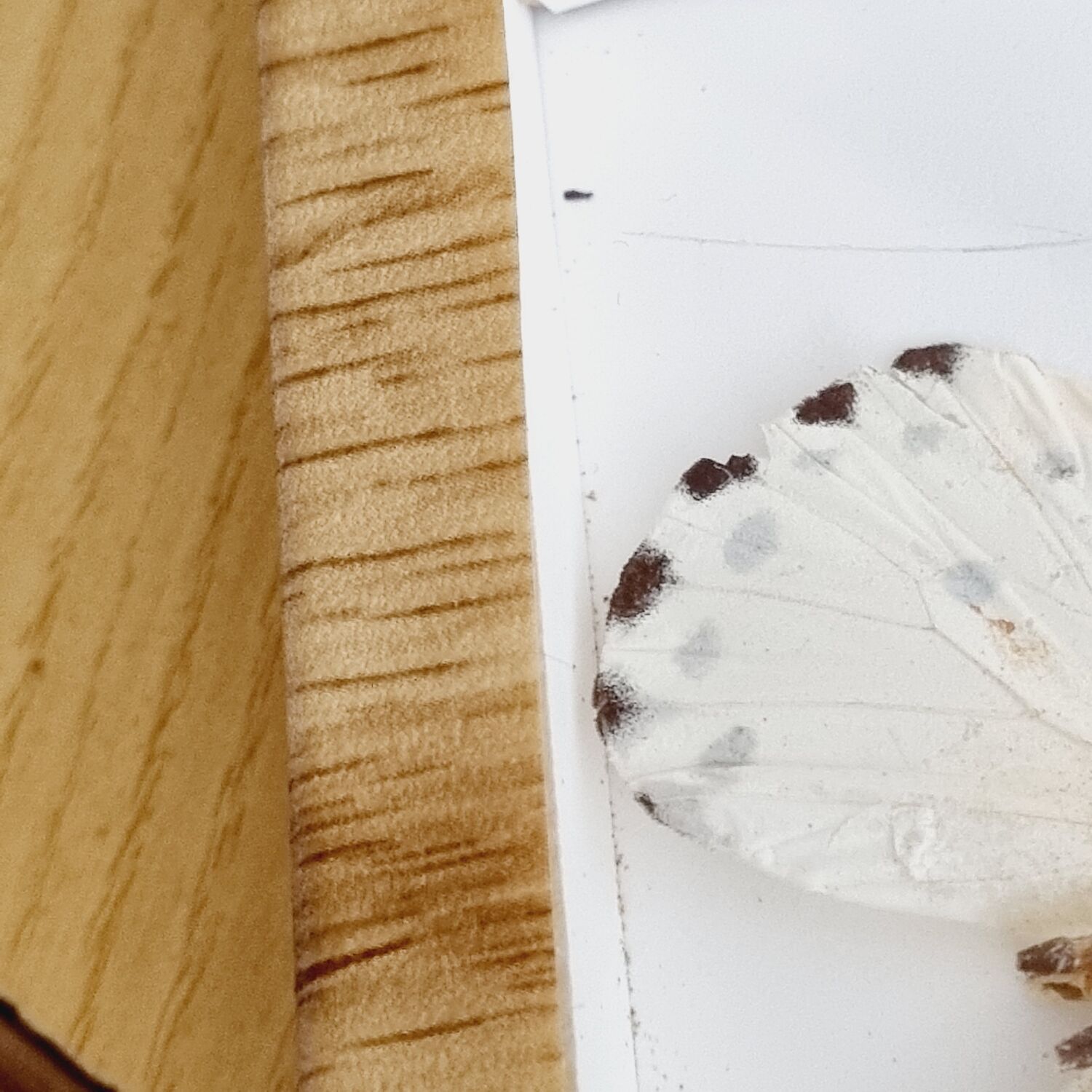 Frame 9 butterflies naturalized Congo 1984
