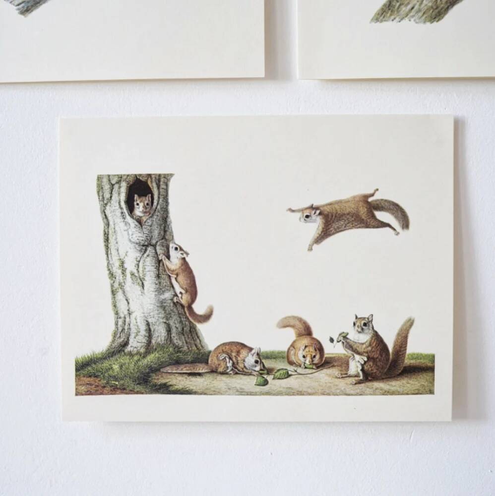 Bestiary plates from the Natural History Museum The flying squirrels