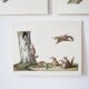Bestiary plates from the Natural History Museum The flying squirrels